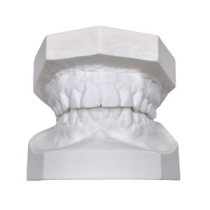 Dental Study Model